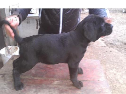 CANE CORSO